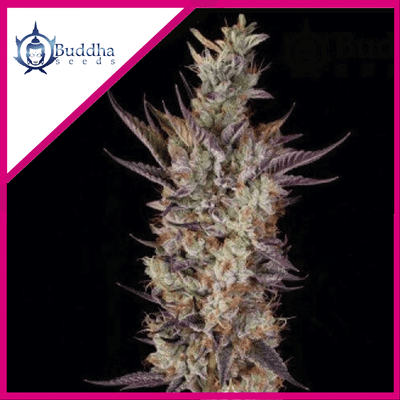 GELATO FEM X3+1-BUDDHA SEEDS (DS)