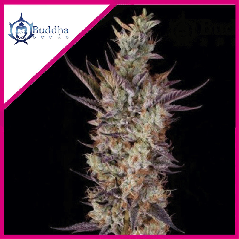 GELATO FEM X3+1-BUDDHA SEEDS (DS)