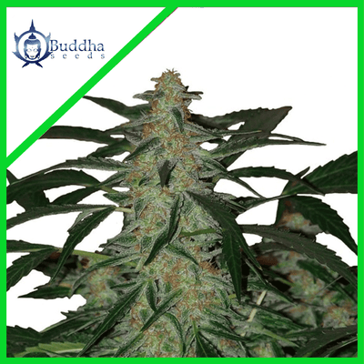 DEIMOS AUTO X3+1-BUDDHA SEEDS (DS)