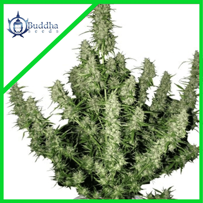 MAGNUM AUTO X3+1-BUDDHA SEEDS (DS)