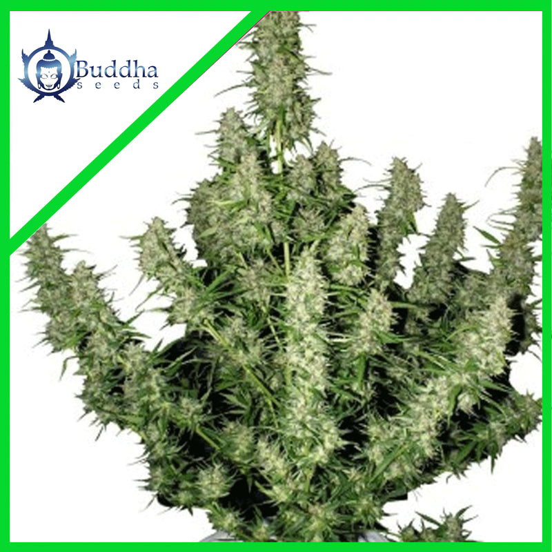 MAGNUM AUTO X3+1-BUDDHA SEEDS (DS)