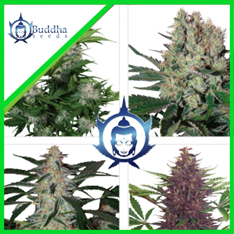 ASSORTED AUTO X10-BUDDHA SEEDS (DS)