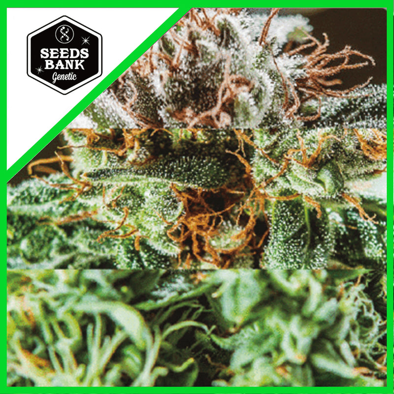 WHITE WIDOW AUTO X3-SEEDS BANK (DS)