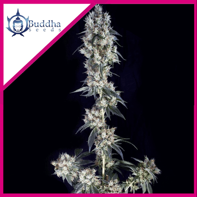 COOKIE FEM X3+1 - BUDDHA SEEDS (DS)