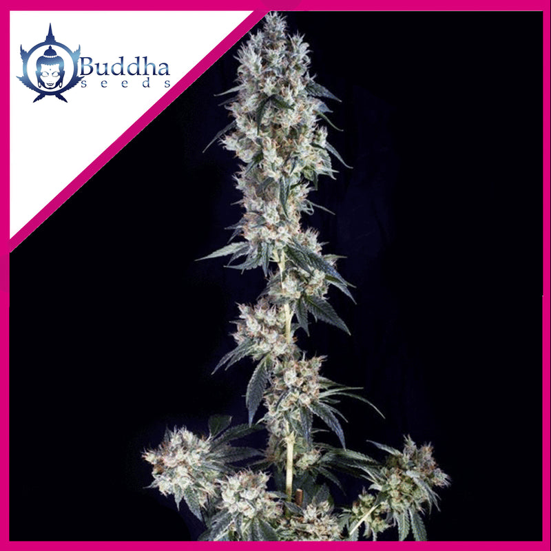COOKIE FEM X3+1 - BUDDHA SEEDS (DS)