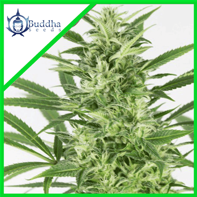 SKUNK AUTO X3+1 - BUDDHA SEEDS (DS)