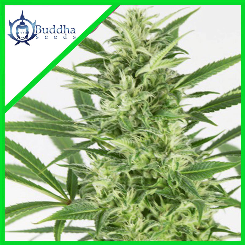 SKUNK AUTO X3+1 - BUDDHA SEEDS (DS)