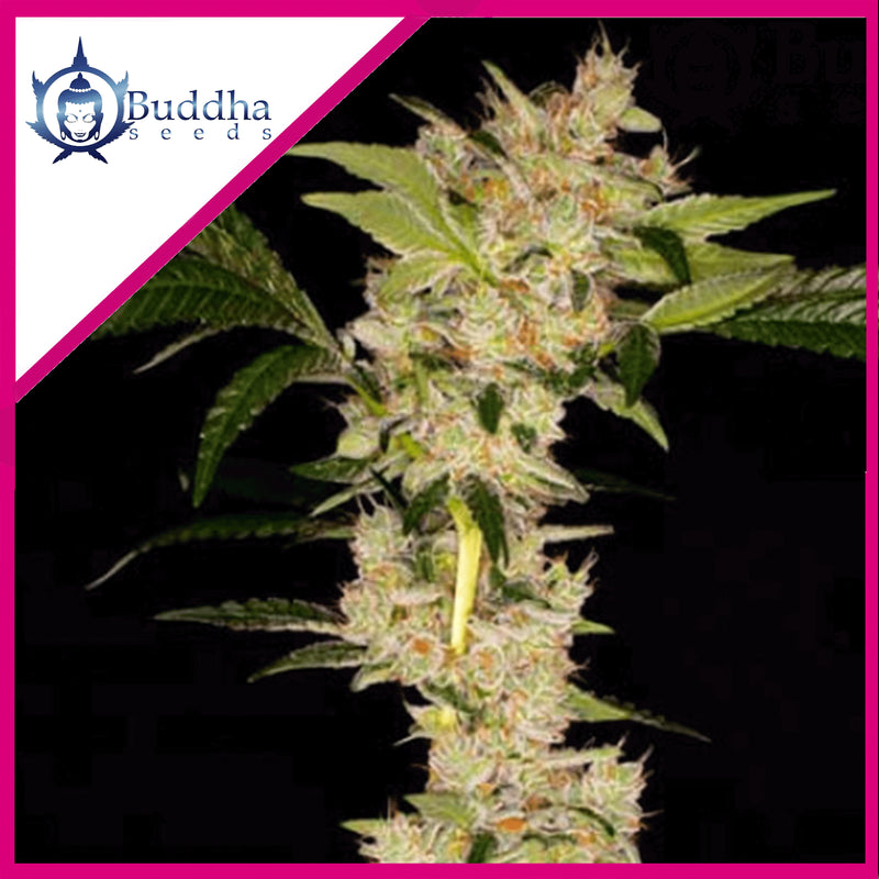 GORILA FEM X3+1 - BUDDHA SEEDS (DS)