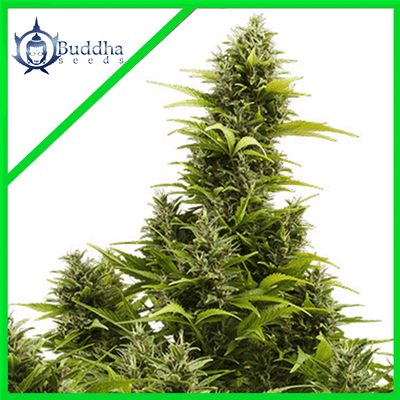 MEDIKIT CBD AUTO X3+1 - BUDDHA SEEDS (DS)