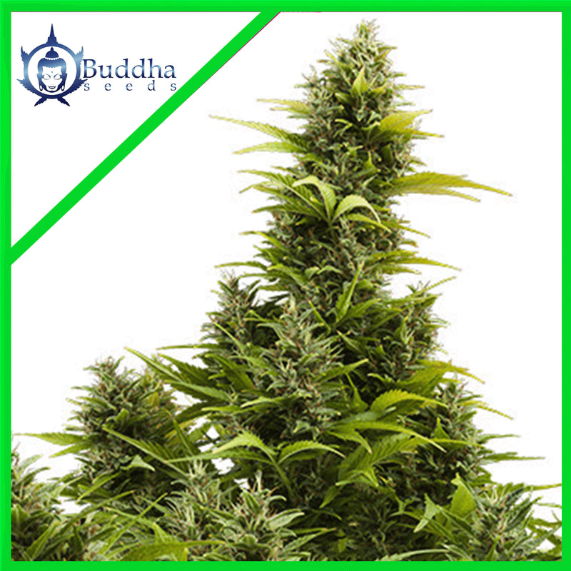 MEDIKIT CBD AUTO X3+1 - BUDDHA SEEDS (DS)