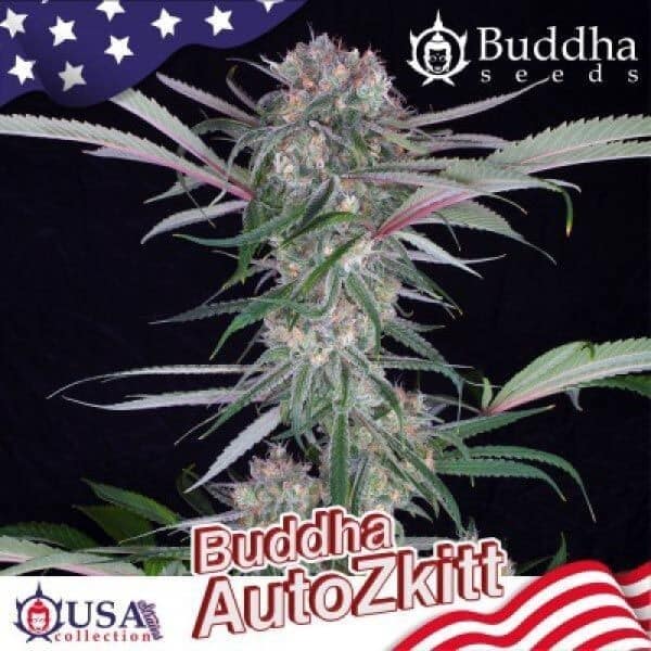 ZKITT AUTO X3+1-BUDDHA SEEDS (DS)
