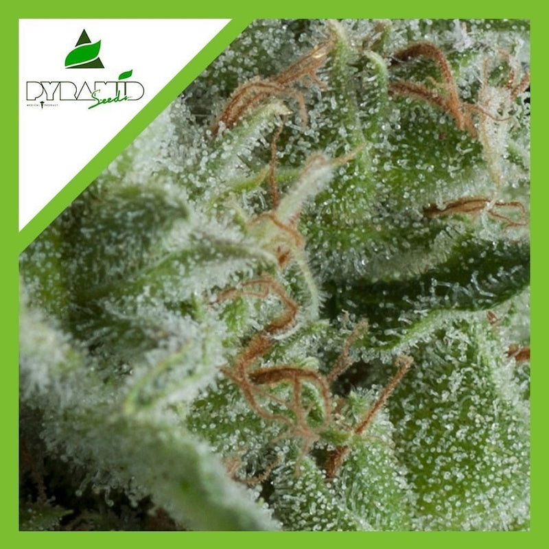 KRYPTONITE AUTO X1- PYRAMID SEEDS (DS)