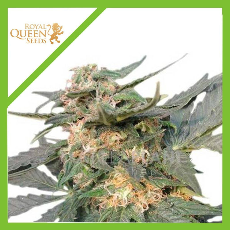 ROYAL HAZE AUTO X3-ROYAL QUEEN SEEDS (DS)