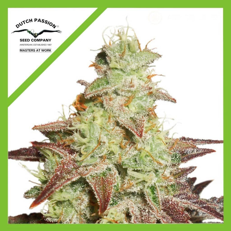 NIGHT QUEEN AUTO X3-DUTCH PASSION (DS)