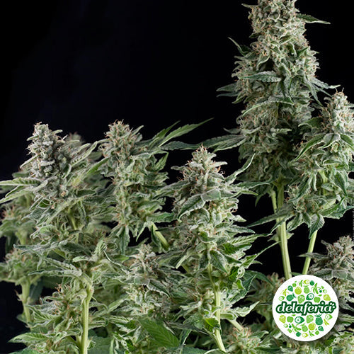 Northern Lights