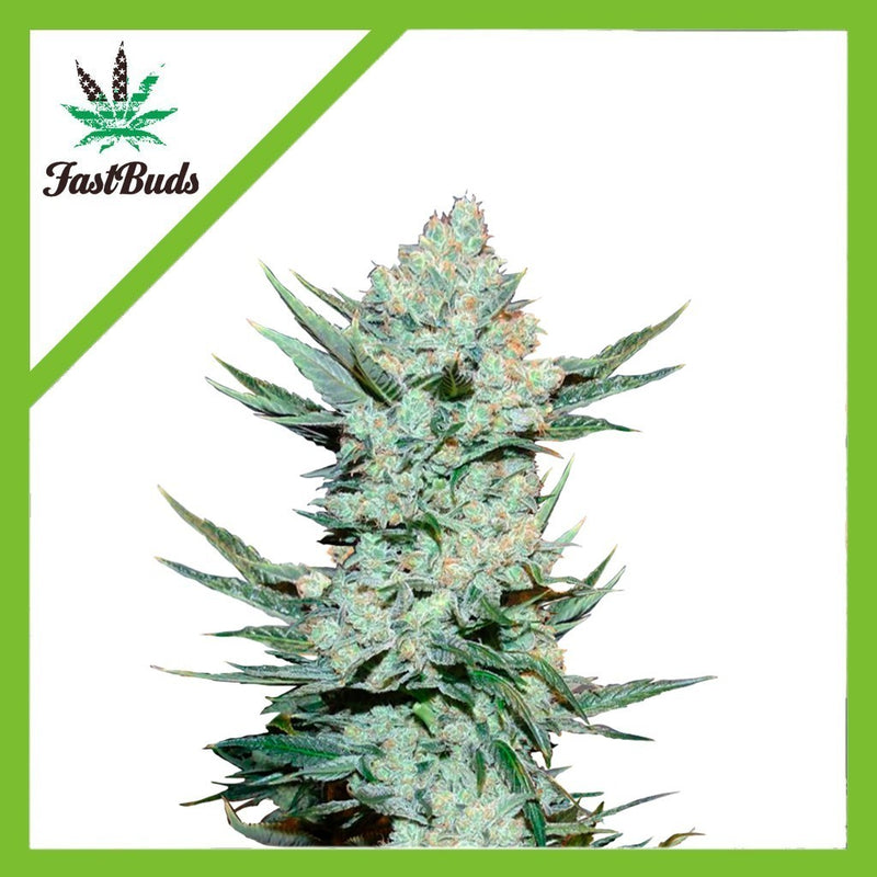 TANGIE MATIC AUTO X3-FAST BUDS (DS)