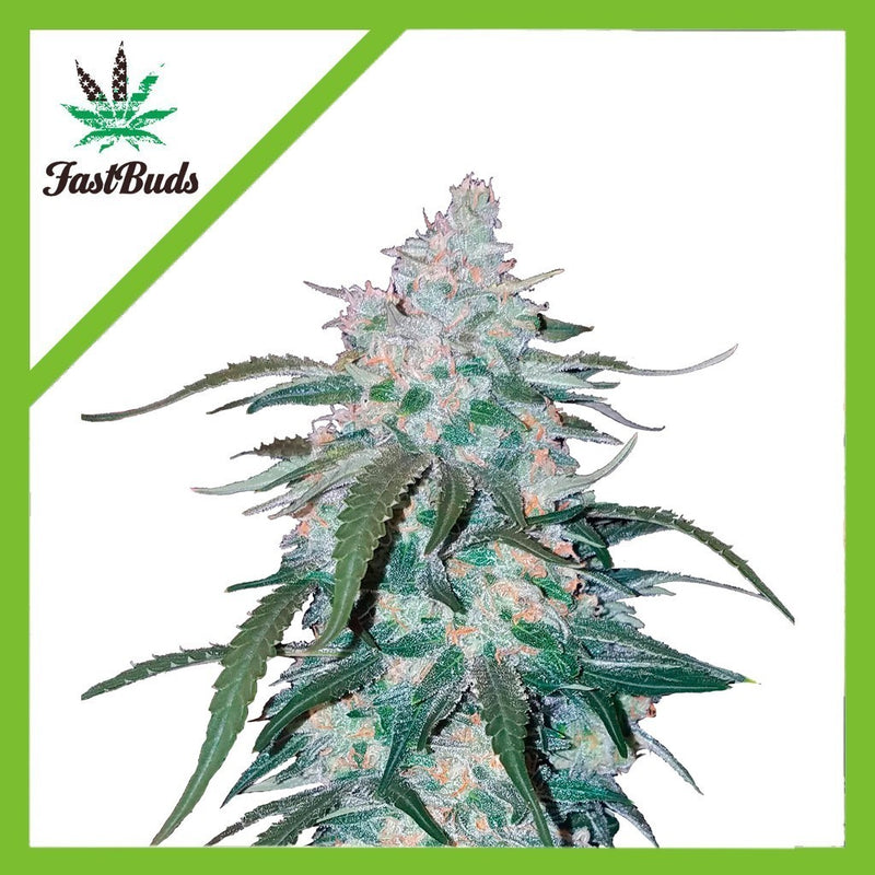 PINEAPPLE EXPRESS AUTO X1-FAST BUDS (DS)