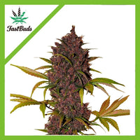 LSD 25 AUTO X5-FAST BUDS (DS)