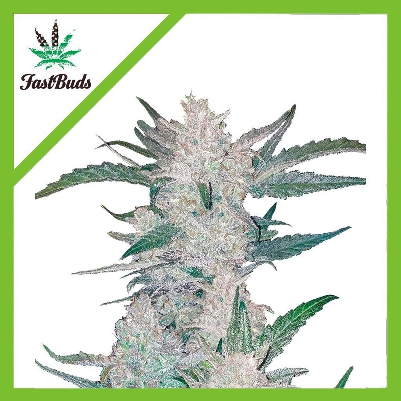 MEXICAN AIRLINES AUTO X1-FAST BUDS (DS)