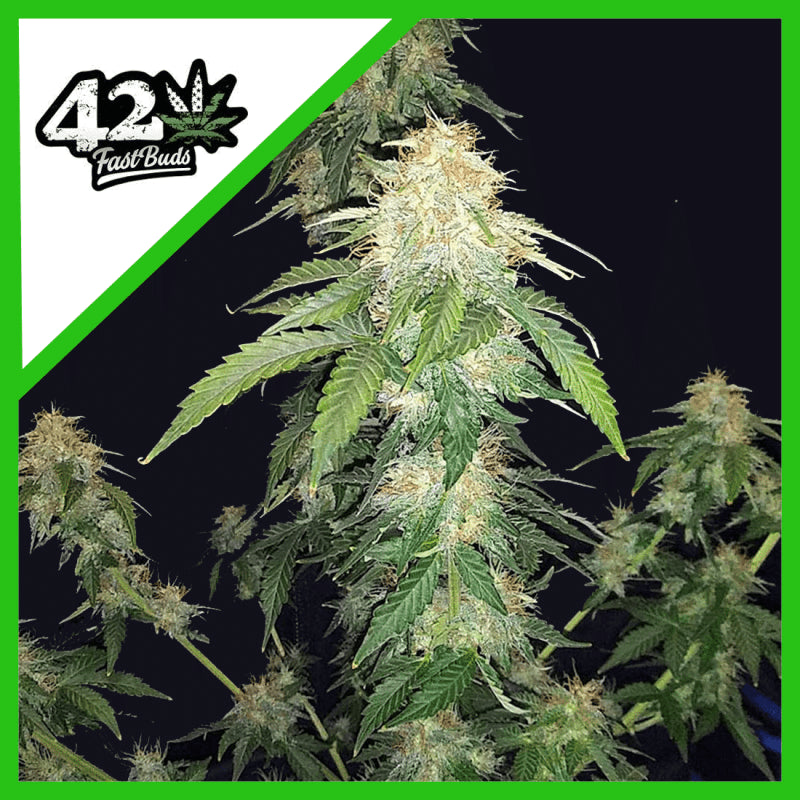 ORIGINAL RUSSIAN AUTO X1-FAST BUDS (DS)