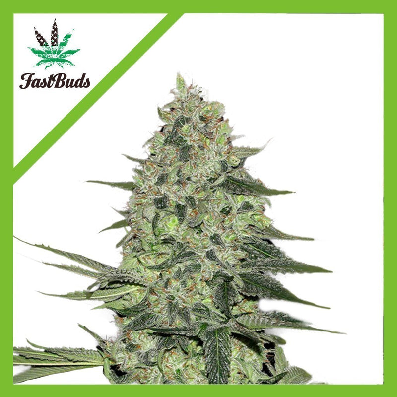 RHINO RYDER AUTO X3-FAST BUDS (DS)