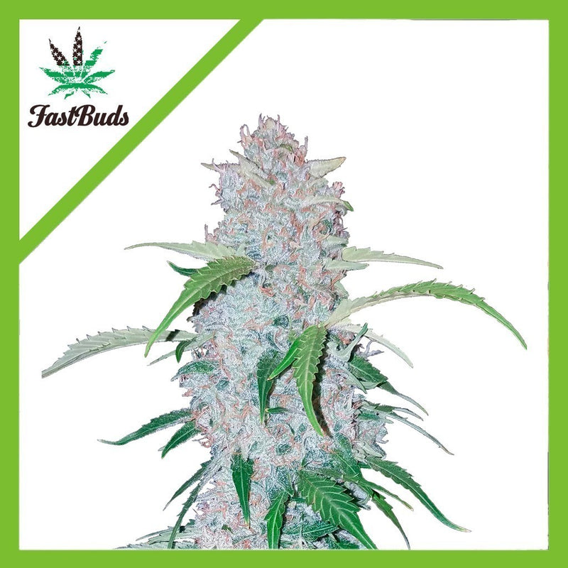 SIX SHOOTER AUTO X1-FAST BUDS (DS)