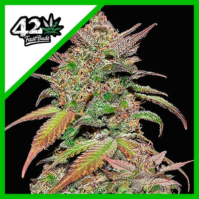 SMOOTHIE AUTO X1-FAST BUDS (DS)