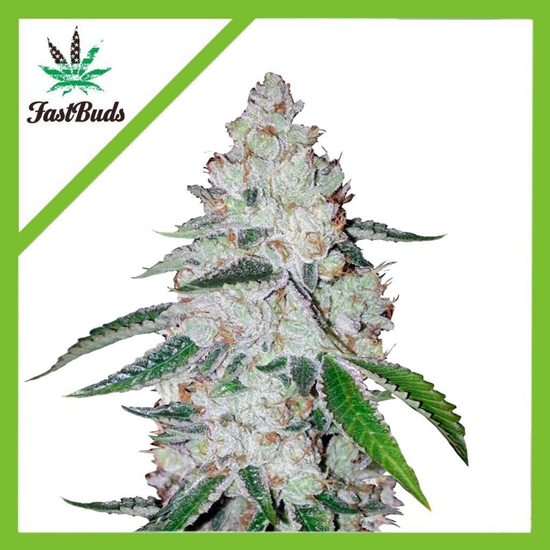 WEST COAST OG AUTO X3-FAST BUDS (DS)