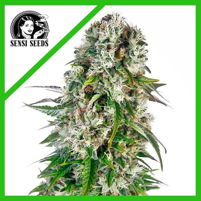 BIG BUD AUTO X3-SENSI SEEDS (DS)