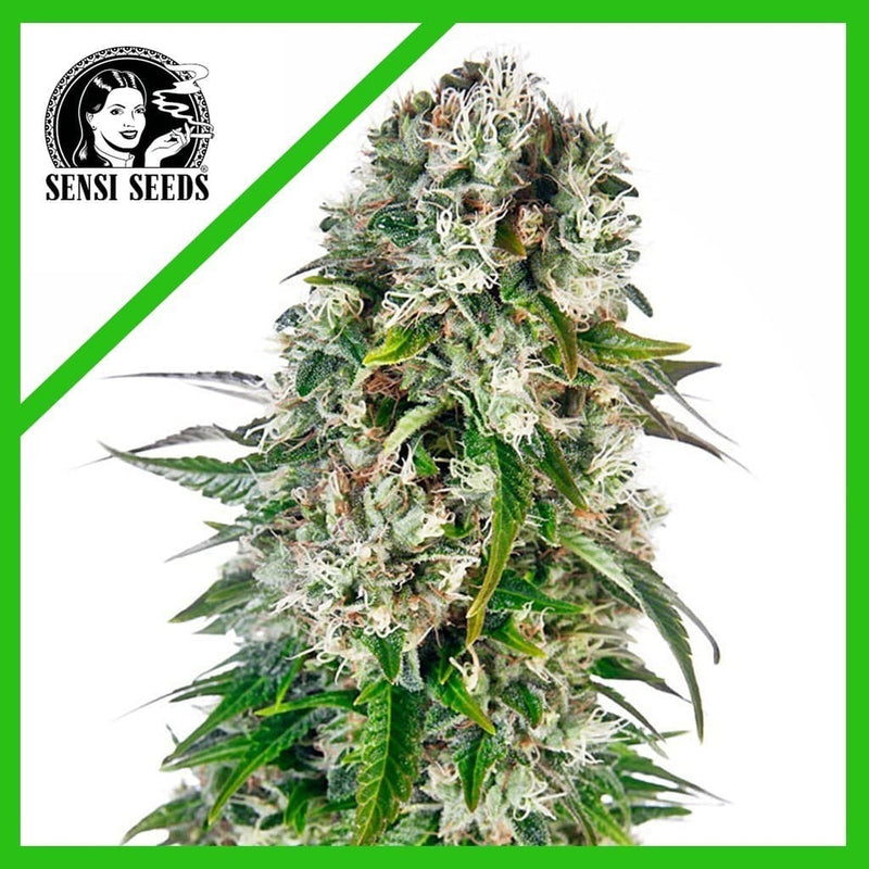 BIG BUD AUTO X3-SENSI SEEDS (DS)