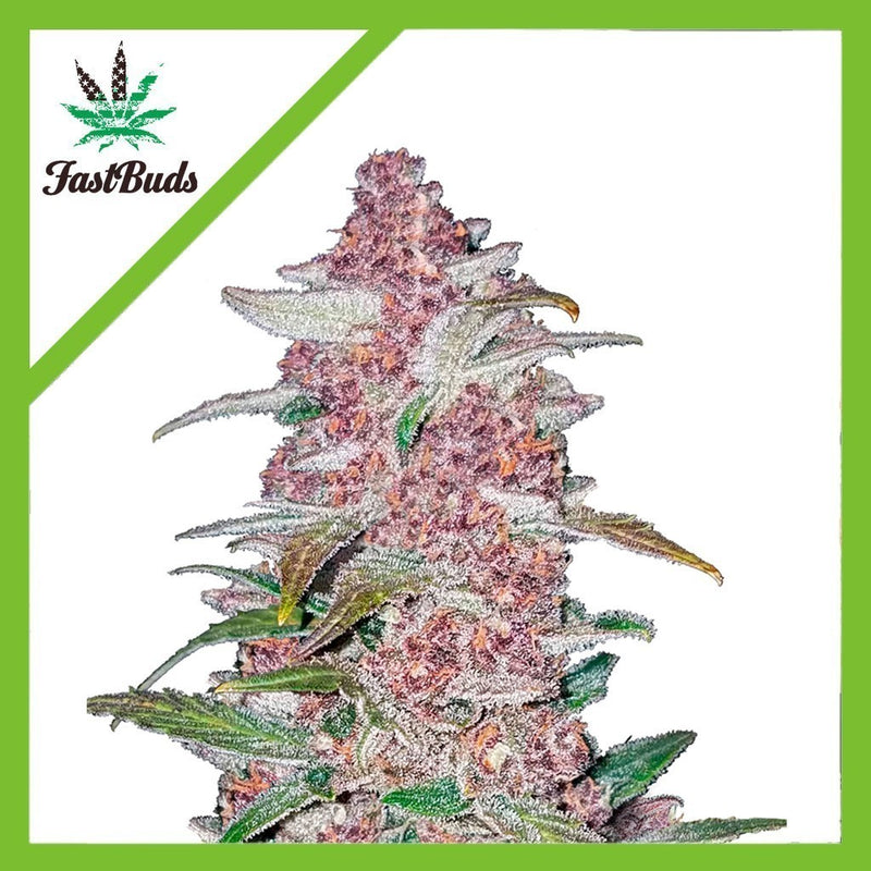 BLACKBERRY AUTO X3-FAST BUDS (DS)