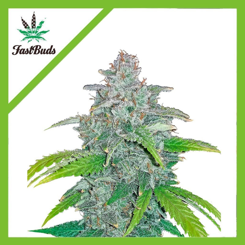 BLUE DREAM AUTO X3-FAST BUDS (DS)