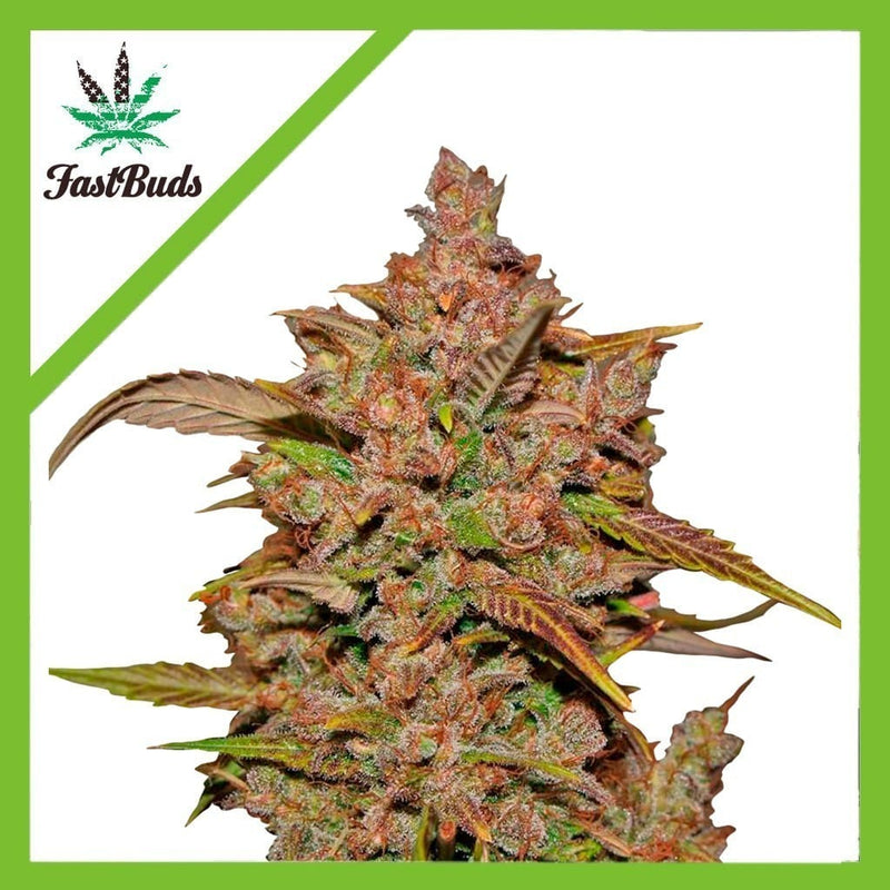 CRYSTAL METH AUTO X1-FAST BUDS (DS)