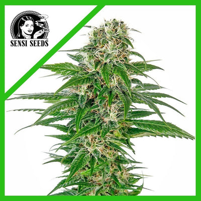 EARLY SKUNK AUTO X3-SENSI SEEDS (DS)