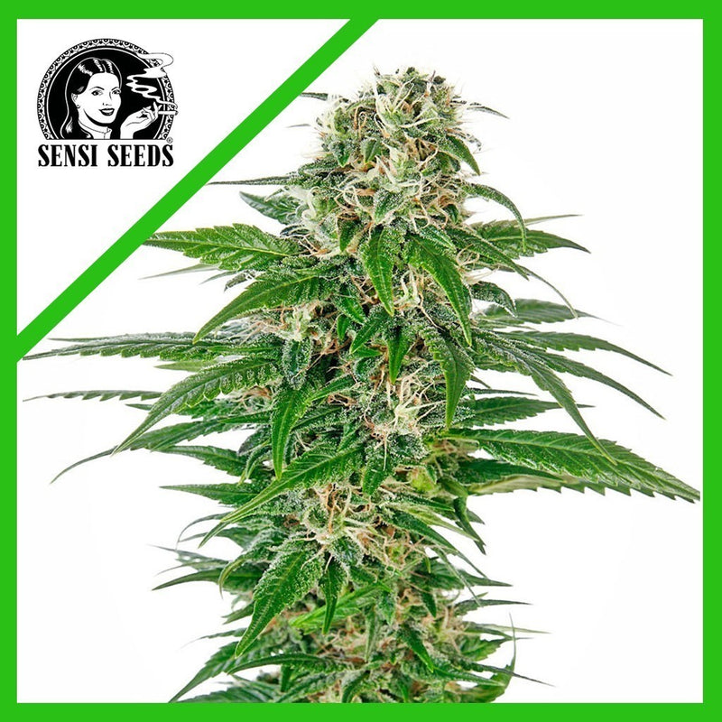 EARLY SKUNK AUTO X3-SENSI SEEDS (DS)