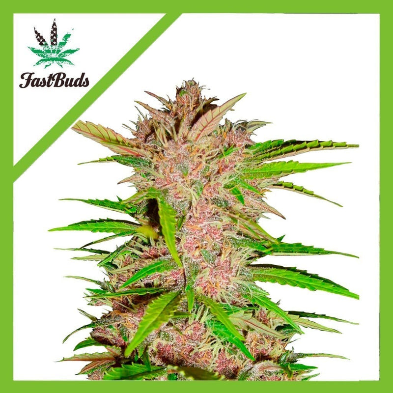 FASTBERRY AUTO X1-FAST BUDS (DS)