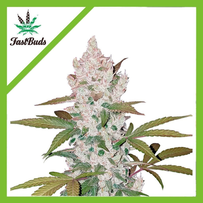 GIRL SCOUT COOKIES AUTO X1-FAST BUDS (DS)