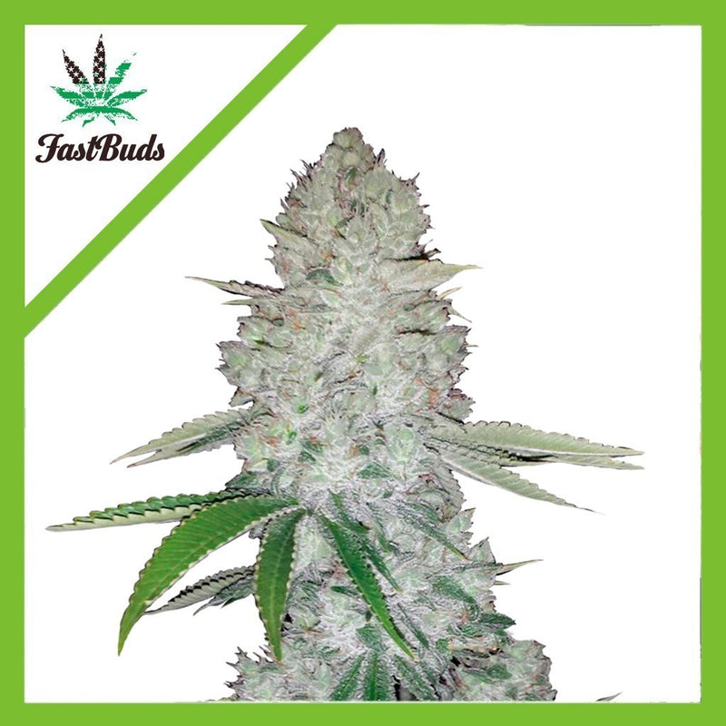 GORILLA GLUE AUTO X1-FAST BUDS (DS)