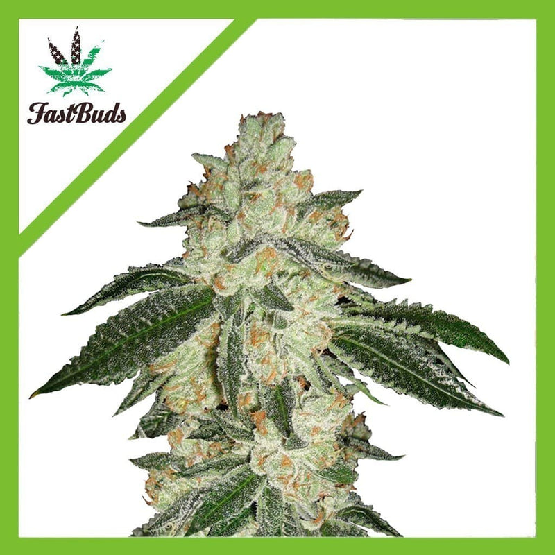 GREEN CRACK AUTO X1-FAST BUDS (DS)