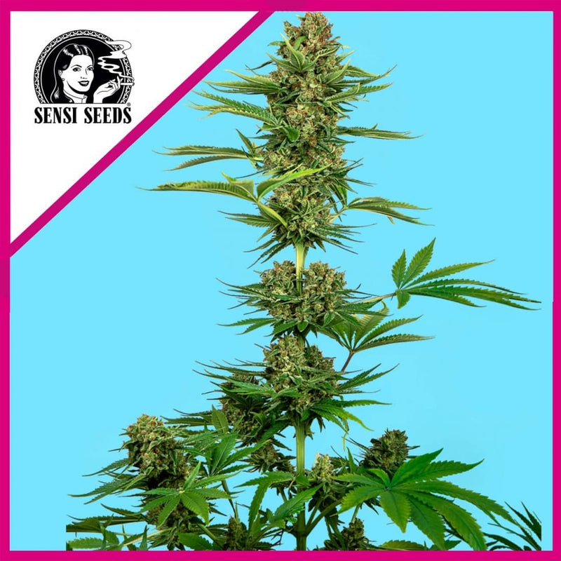 HIMALAYAN CBD FEM X3-SENSI SEEDS (DS)