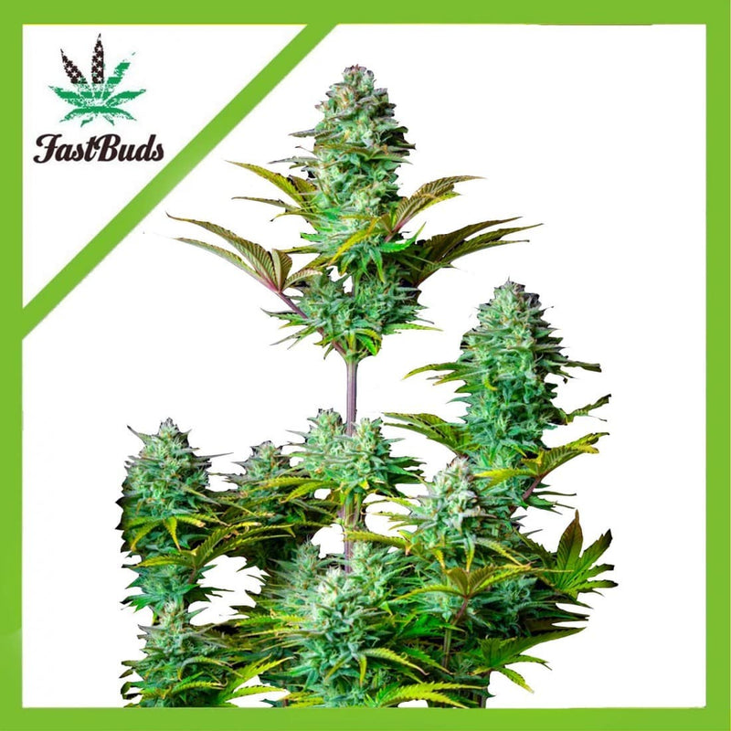 KOSHER CAKE AUTO X1-FAST BUDS (DS)