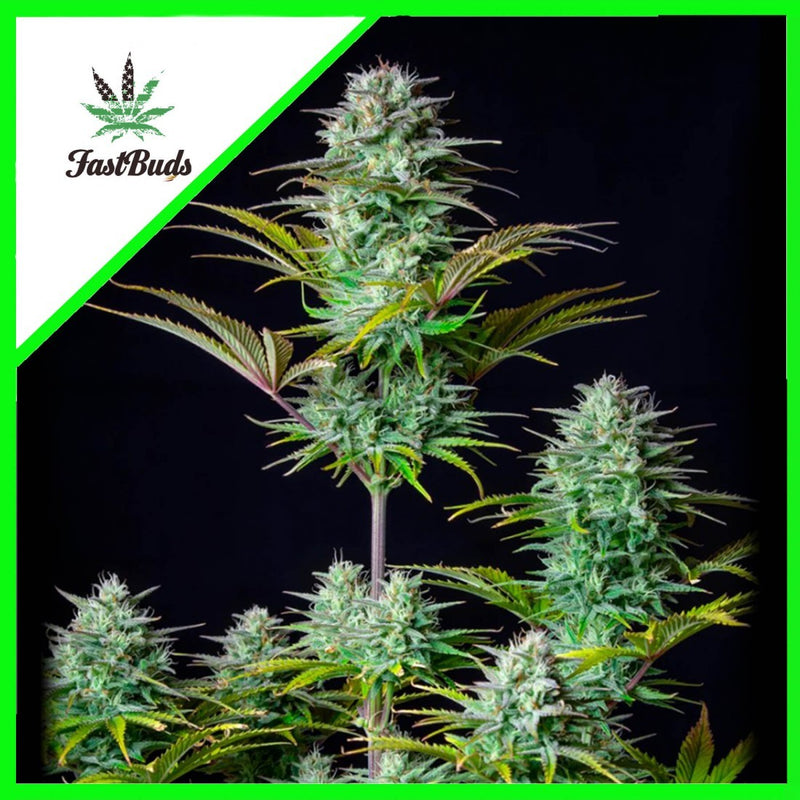 KOSHER CAKE AUTO X3-FAST BUDS (DS)