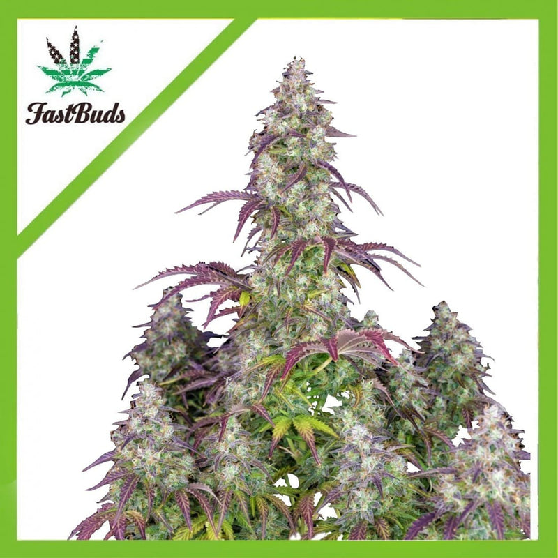 LEMON PIE AUTO X1-FAST BUDS (DS)