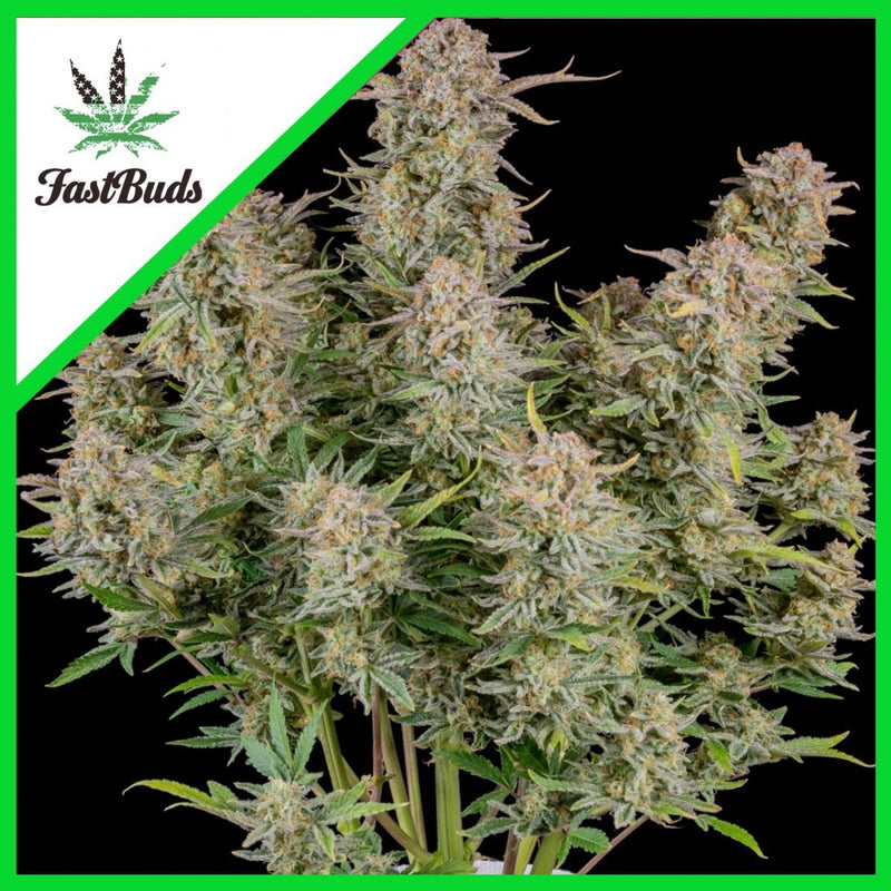 BRUCE BANNER AUTO X1-FAST BUDS (DS)