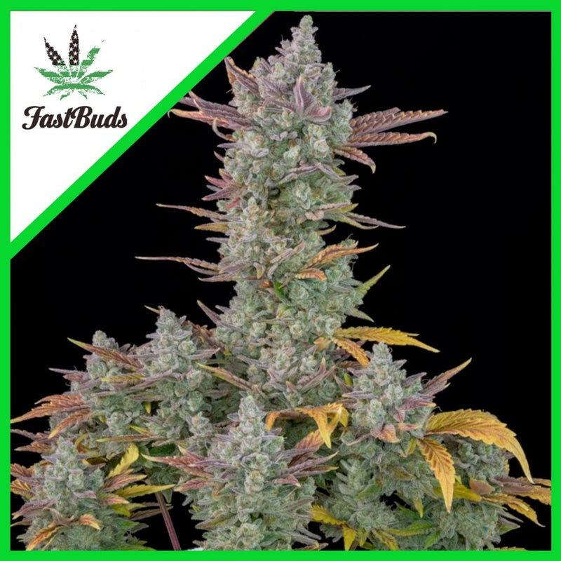 GORILLA COOKIES AUTO X1-FAST BUDS (DS)