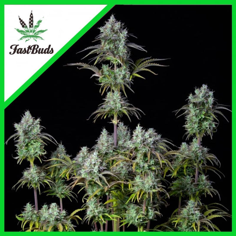 ORIGINAL BIGBUD AUTO X1-FAST BUDS (DS)