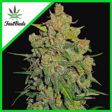ORIGINAL AK AUTO X3-FAST BUDS (DS)