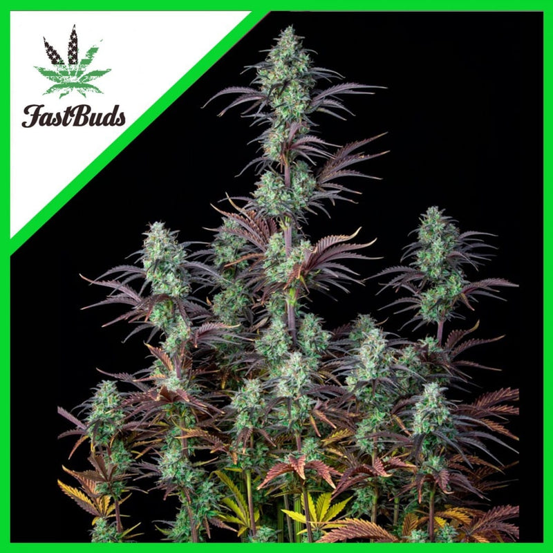 MIMOSA CAKE AUTO X3-FAST BUDS (DS)