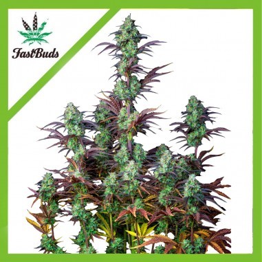 MIMOSA CAKE AUTO X1-FAST BUDS (DS)
