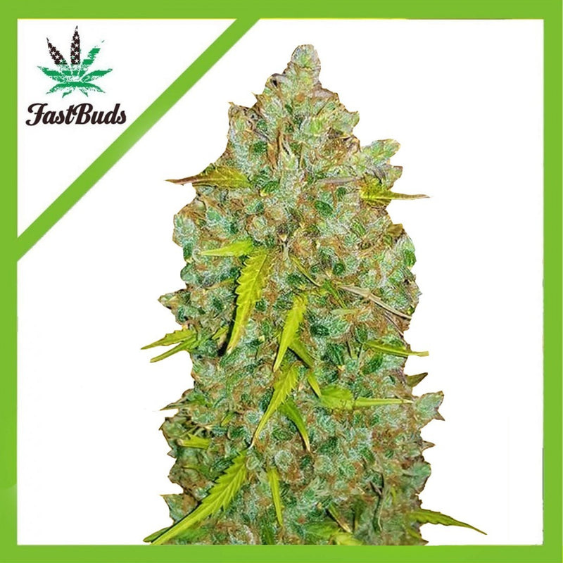 ORIGINAL BUBBLEGUM AUTO X3-FAST BUDS (DS)
